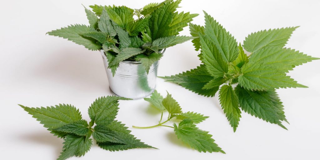 Nettle 1024x512 - Best Herbs For Hair Growth: Top 10 Herbs