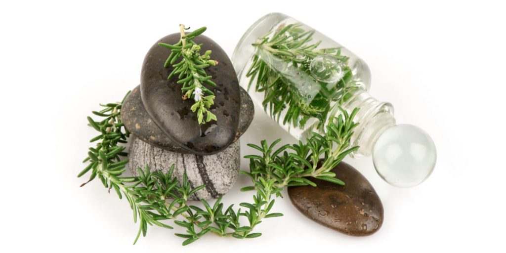 rosemary herb exposition