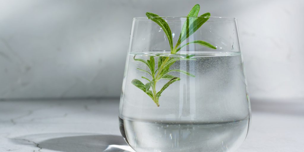 rosemary water in the glass