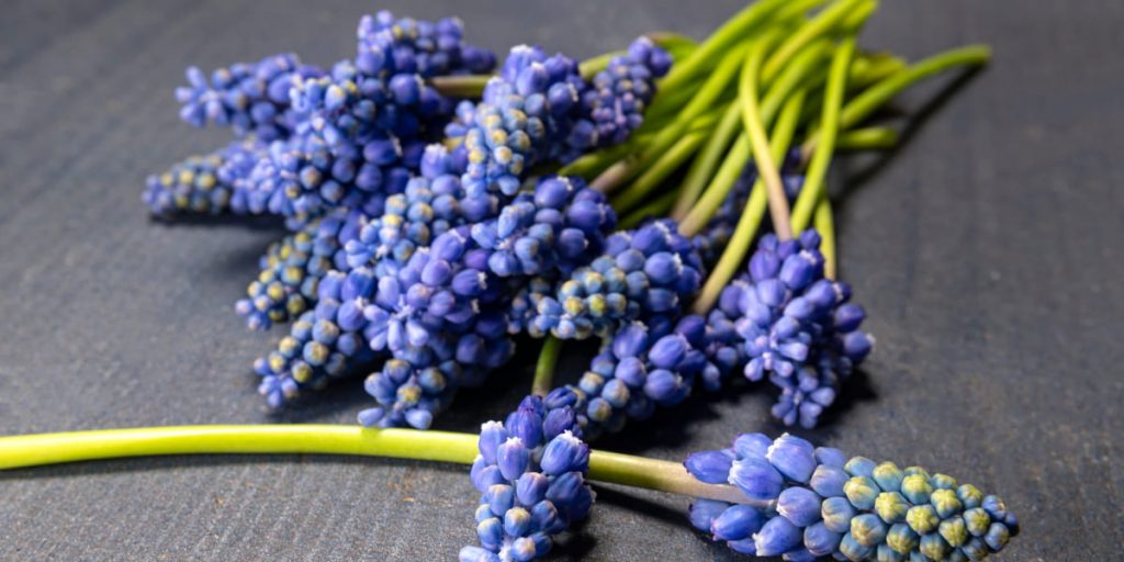 Grape Hyacinth Benefits