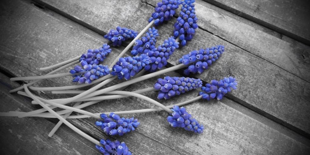 4 Grape Hyacinth For Your Body 1024x512 - Grape Hyacinth Benefits For Hair, Skin And Body